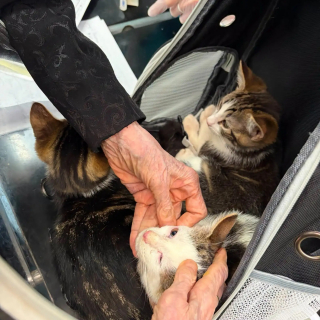 Illustration de l'article : Une bénévole sauve 3 chatons abandonnés dans un sac de transport à hublot en pleine canicule et leur trouve une famille aimante