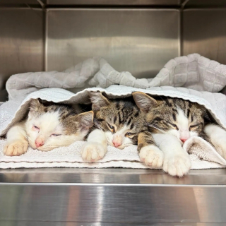 Illustration de l'article : Une bénévole sauve 3 chatons abandonnés dans un sac de transport à hublot en pleine canicule et leur trouve une famille aimante