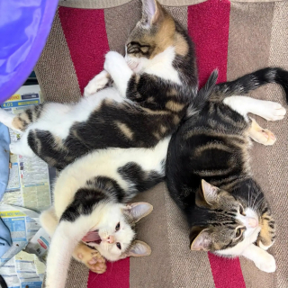 Illustration de l'article : Une bénévole sauve 3 chatons abandonnés dans un sac de transport à hublot en pleine canicule et leur trouve une famille aimante