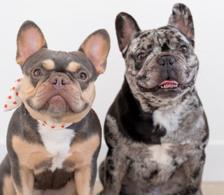 Illustration de l'article : Une maman Bouledogue Fran&ccedil;ais &eacute;l&egrave;ve ses 10 chiots sous le regard bienveillant d&rsquo;un p&egrave;re toujours pr&eacute;sent (vid&eacute;o)