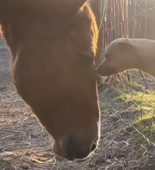 Illustration de l'article : Amis séparés par une clôture, ce chien et ce cheval ont pris l'habitude de coller la tête l'un contre l'autre (vidéo)