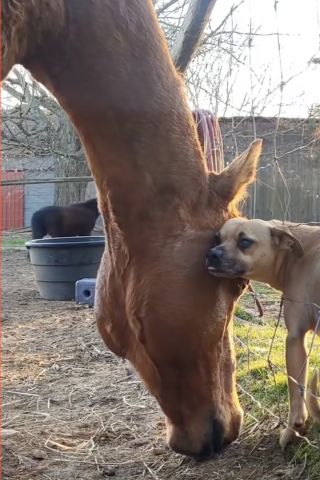 Illustration de l'article : Amis séparés par une clôture, ce chien et ce cheval ont pris l'habitude de coller la tête l'un contre l'autre (vidéo)