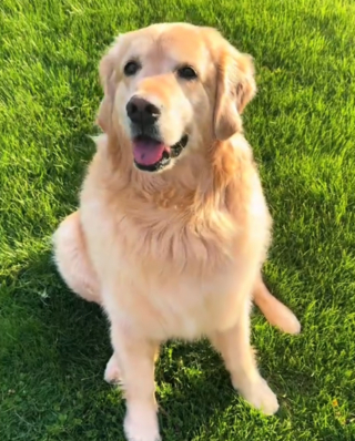Illustration de l'article : Sa ma&icirc;tresse revenue de vacances, ce Golden Retriever m&eacute;content qu'elle soit partie sans lui d&eacute;cide lui tourner le dos (vid&eacute;o)
