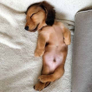 Illustration de l'article : 16 photos de bébés animaux qui font la fierté de leur famille