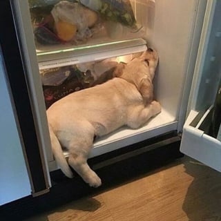 Illustration de l'article : 16 photos de bébés animaux qui font la fierté de leur famille