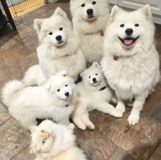 Illustration de l'article : 16 photos de bébés animaux qui font la fierté de leur famille