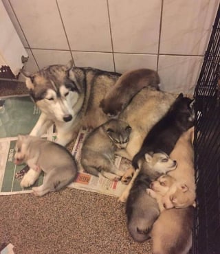 Illustration de l'article : 16 photos de bébés animaux qui font la fierté de leur famille