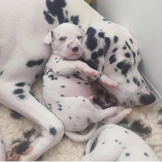 Illustration de l'article : 16 photos de bébés animaux qui font la fierté de leur famille