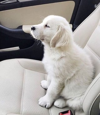 Illustration de l'article : 16 photos de bébés animaux qui font la fierté de leur famille