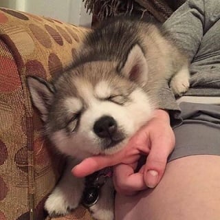 Illustration de l'article : 16 photos de bébés animaux qui font la fierté de leur famille