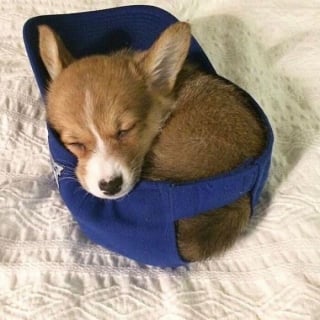 Illustration de l'article : 16 photos de bébés animaux qui font la fierté de leur famille