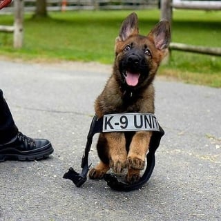 Illustration de l'article : 16 photos de bébés animaux qui font la fierté de leur famille