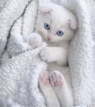 Illustration de l'article : 16 photos de bébés animaux qui font la fierté de leur famille