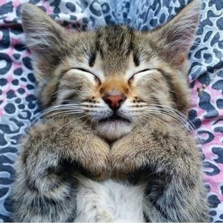 Illustration de l'article : 16 photos de bébés animaux qui font la fierté de leur famille