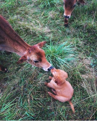 Illustration de l'article : 16 photos de bébés animaux qui font la fierté de leur famille