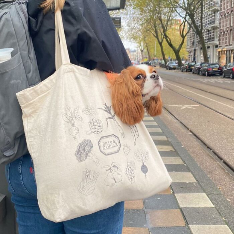 https://www.woopets.fr/assets/ckeditor/2026/jul/actualities/63279/xl/2.jpg