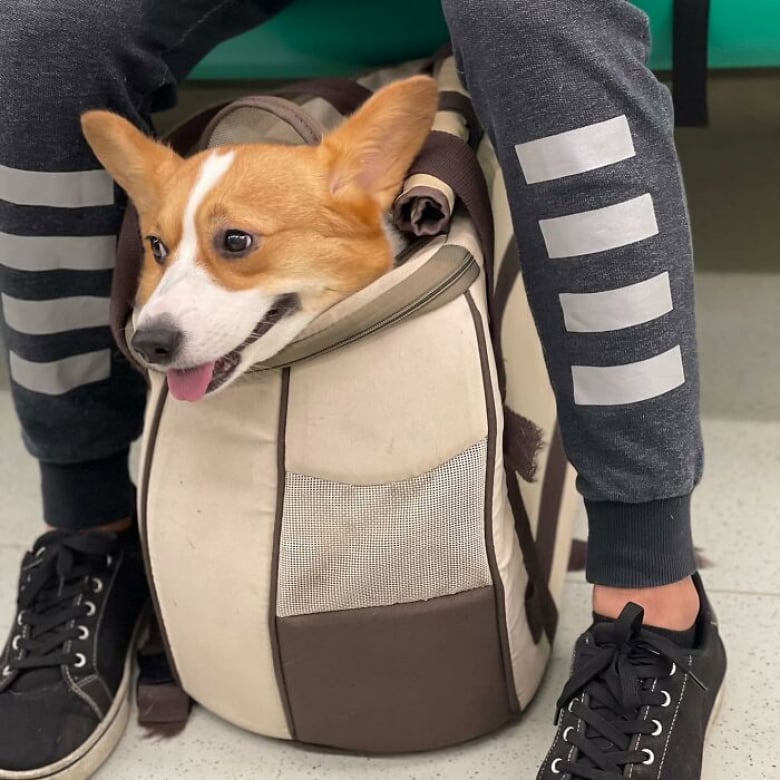 https://www.woopets.fr/assets/ckeditor/2026/jul/actualities/63279/xl/5.jpg