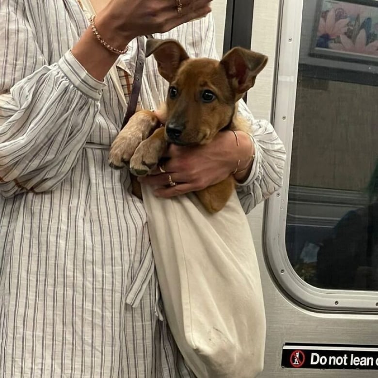 https://www.woopets.fr/assets/ckeditor/2026/jul/actualities/63279/xl/6.jpg