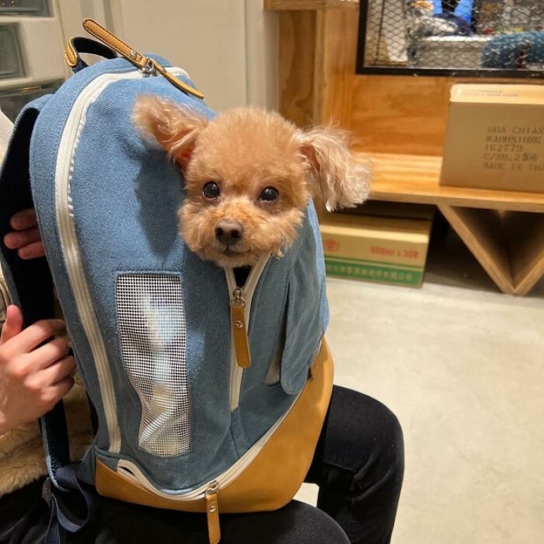 https://www.woopets.fr/assets/ckeditor/2026/jul/actualities/63279/xl/7.jpg