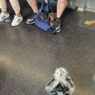 Illustration de l'article : 15 photos de chiens transport&eacute;s dans un sac, qui profitent de la vie confortablement