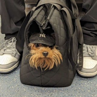 Illustration de l'article : 15 photos de chiens transport&eacute;s dans un sac, qui profitent de la vie confortablement