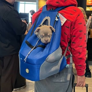 Illustration de l'article : 15 photos de chiens transport&eacute;s dans un sac, qui profitent de la vie confortablement