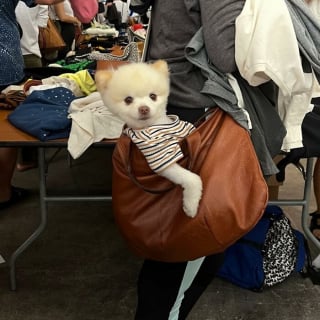 Illustration de l'article : 15 photos de chiens transport&eacute;s dans un sac, qui profitent de la vie confortablement