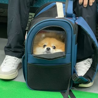 Illustration de l'article : 15 photos de chiens transport&eacute;s dans un sac, qui profitent de la vie confortablement