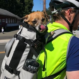 Illustration de l'article : 15 photos de chiens transport&eacute;s dans un sac, qui profitent de la vie confortablement