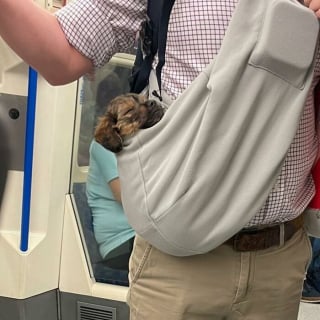 Illustration de l'article : 15 photos de chiens transport&eacute;s dans un sac, qui profitent de la vie confortablement