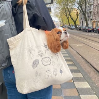 Illustration de l'article : 15 photos de chiens transport&eacute;s dans un sac, qui profitent de la vie confortablement