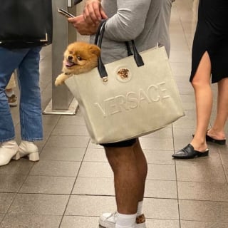Illustration de l'article : 15 photos de chiens transport&eacute;s dans un sac, qui profitent de la vie confortablement