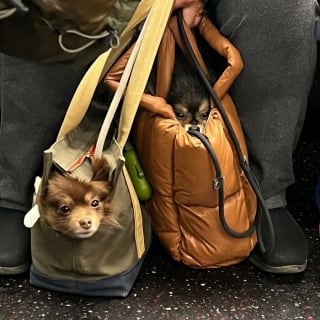 Illustration de l'article : 15 photos de chiens transport&eacute;s dans un sac, qui profitent de la vie confortablement
