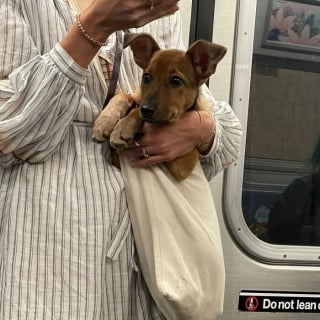 Illustration de l'article : 15 photos de chiens transport&eacute;s dans un sac, qui profitent de la vie confortablement