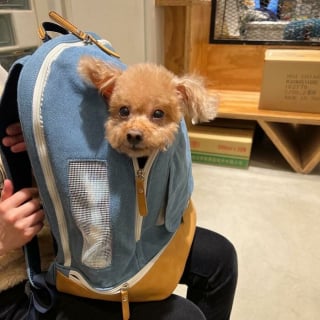 Illustration de l'article : 15 photos de chiens transport&eacute;s dans un sac, qui profitent de la vie confortablement