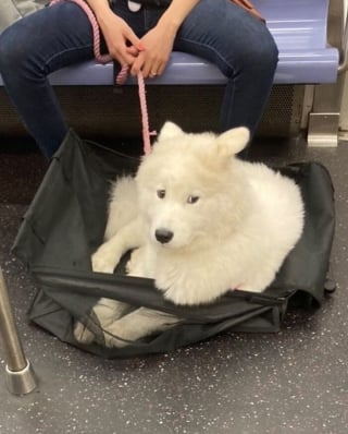 Illustration de l'article : 15 photos de chiens transport&eacute;s dans un sac, qui profitent de la vie confortablement