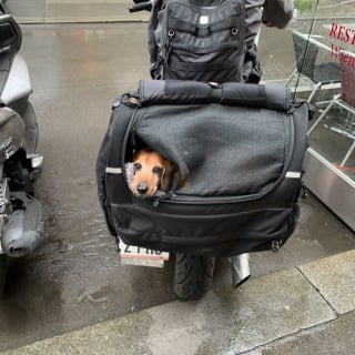 Illustration de l'article : 15 photos de chiens transport&eacute;s dans un sac, qui profitent de la vie confortablement