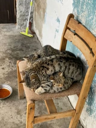 Illustration de l'article : 12 chats qui ont décidé de faire leur sieste où bon leur semble