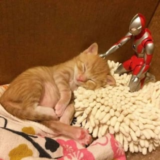 Illustration de l'article : 12 chats qui ont décidé de faire leur sieste où bon leur semble
