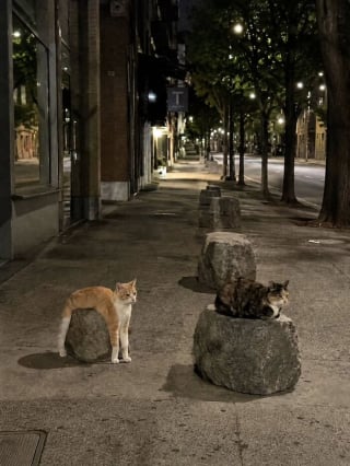 Illustration de l'article : 12 chats qui ont décidé de faire leur sieste où bon leur semble