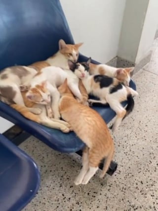 Illustration de l'article : 12 chats qui ont décidé de faire leur sieste où bon leur semble