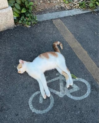 Illustration de l'article : 12 chats qui ont décidé de faire leur sieste où bon leur semble
