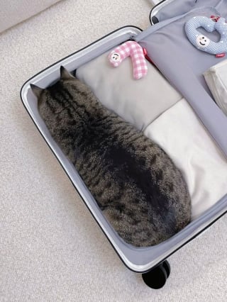 Illustration de l'article : 12 chats qui ont décidé de faire leur sieste où bon leur semble