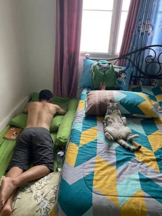 Illustration de l'article : 12 chats qui ont décidé de faire leur sieste où bon leur semble