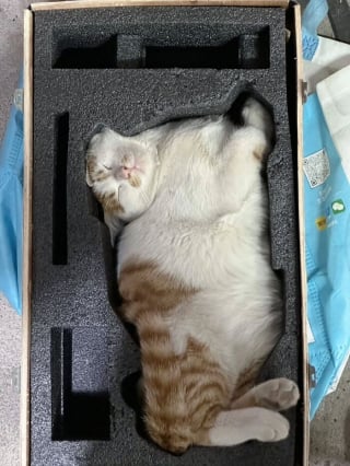 Illustration de l'article : 12 chats qui ont décidé de faire leur sieste où bon leur semble