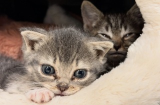 Illustration de l'article : Concernée par une maladie rare, le nanisme hypophysaire, cette chatte ressemblera à un chaton toute sa vie (vidéo)
