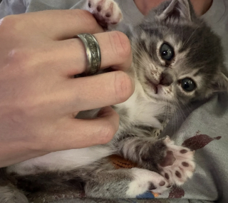 Illustration de l'article : Concernée par une maladie rare, le nanisme hypophysaire, cette chatte ressemblera à un chaton toute sa vie (vidéo)