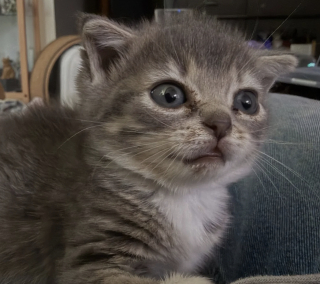Illustration de l'article : Concernée par une maladie rare, le nanisme hypophysaire, cette chatte ressemblera à un chaton toute sa vie (vidéo)