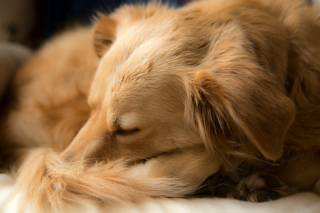 Illustration de l'article : Pourquoi votre chien dort-il recroquevillé en boule parfaite ?