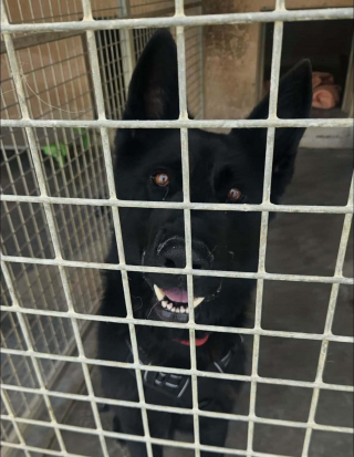 Illustration de l'article : Abandonné 3 fois, ce chien incompris et maltraité revient au refuge où tout le monde espère lui trouver le bon foyer